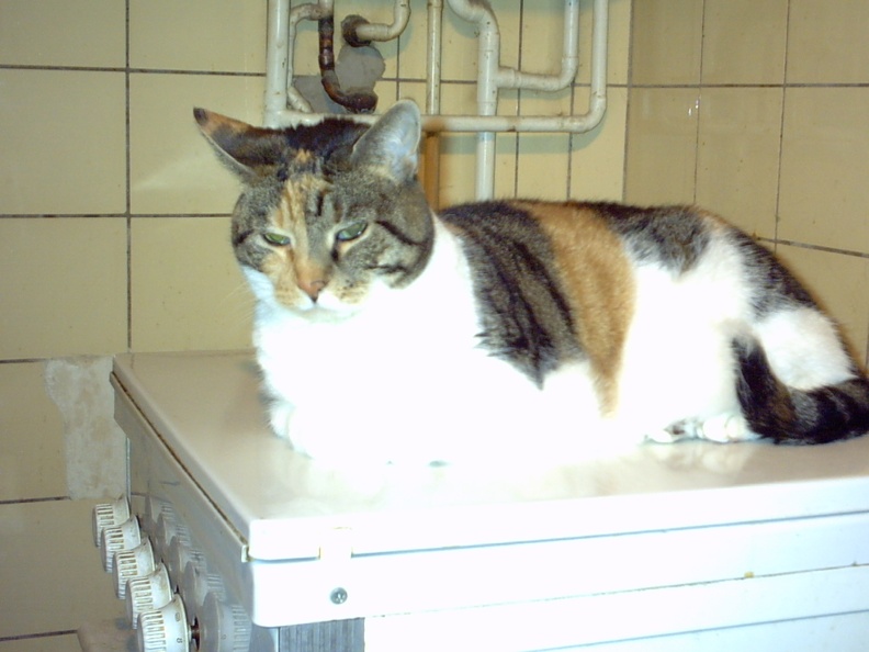 IMG00006.JPG