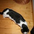 IMG 0547