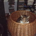 IMG 0004