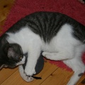 IMG 0691