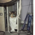merlapc 0001