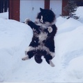 norwkungfu1
