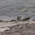 Dänemark2013-1132