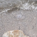 Dänemark2013-1148