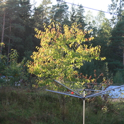 norway 2009 stand alone