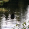 IMG 4403