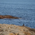 IMG 4506