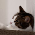 IMG 7990 DxO